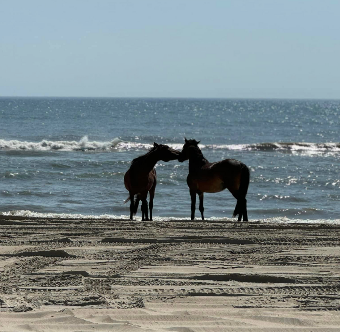 The Ultimate Guide to Exploring the Northernmost Outer Banks: Duck, Southern Shores, Corolla, and Beyond