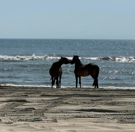 The Ultimate Guide to Exploring the Northernmost Outer Banks: Duck, Southern Shores, Corolla, and Beyond